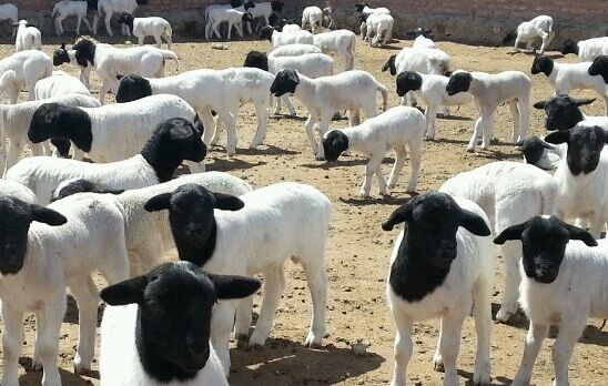 梁山县萨福克种羊养殖大体高腿种公多胎肉羊_图片