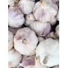 求购100吨5公分以上大蒜头_图片